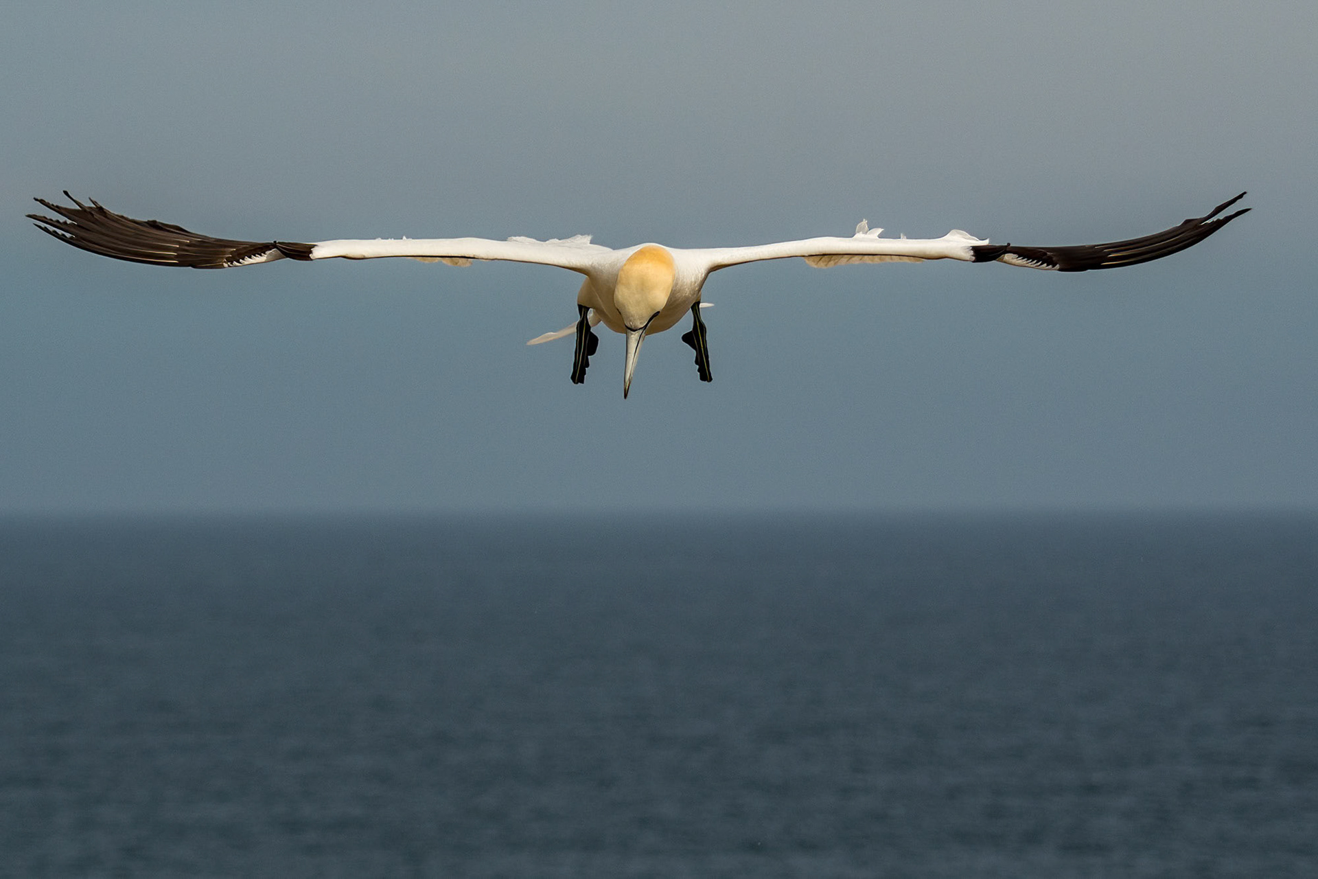 Saltee Island - Ireland (2017)