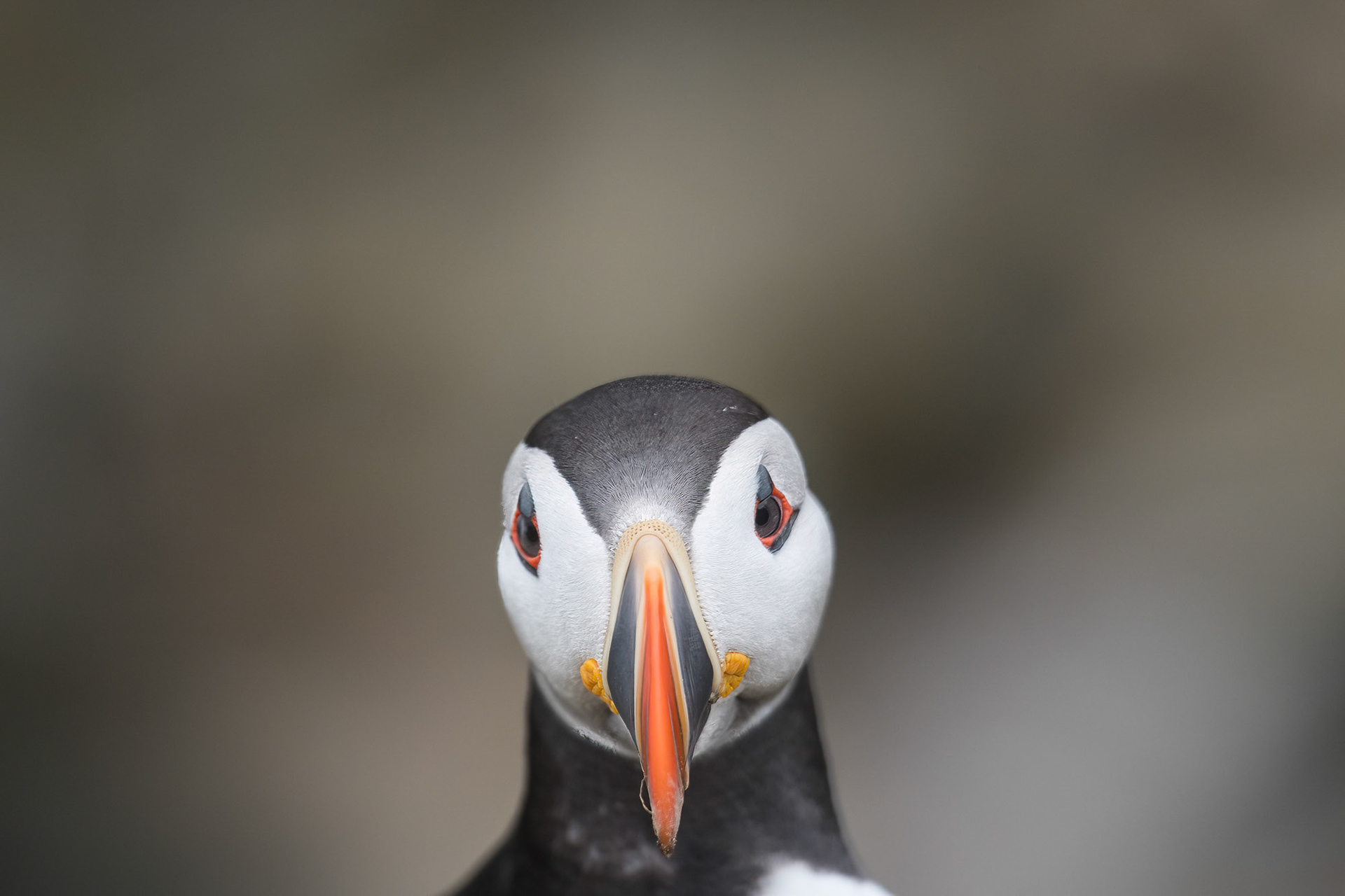 Saltee Island - Ireland (2017)