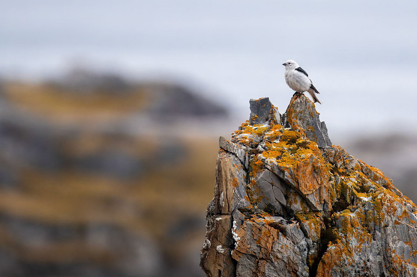 Alkhornet, Spitsbergen, Svalbard