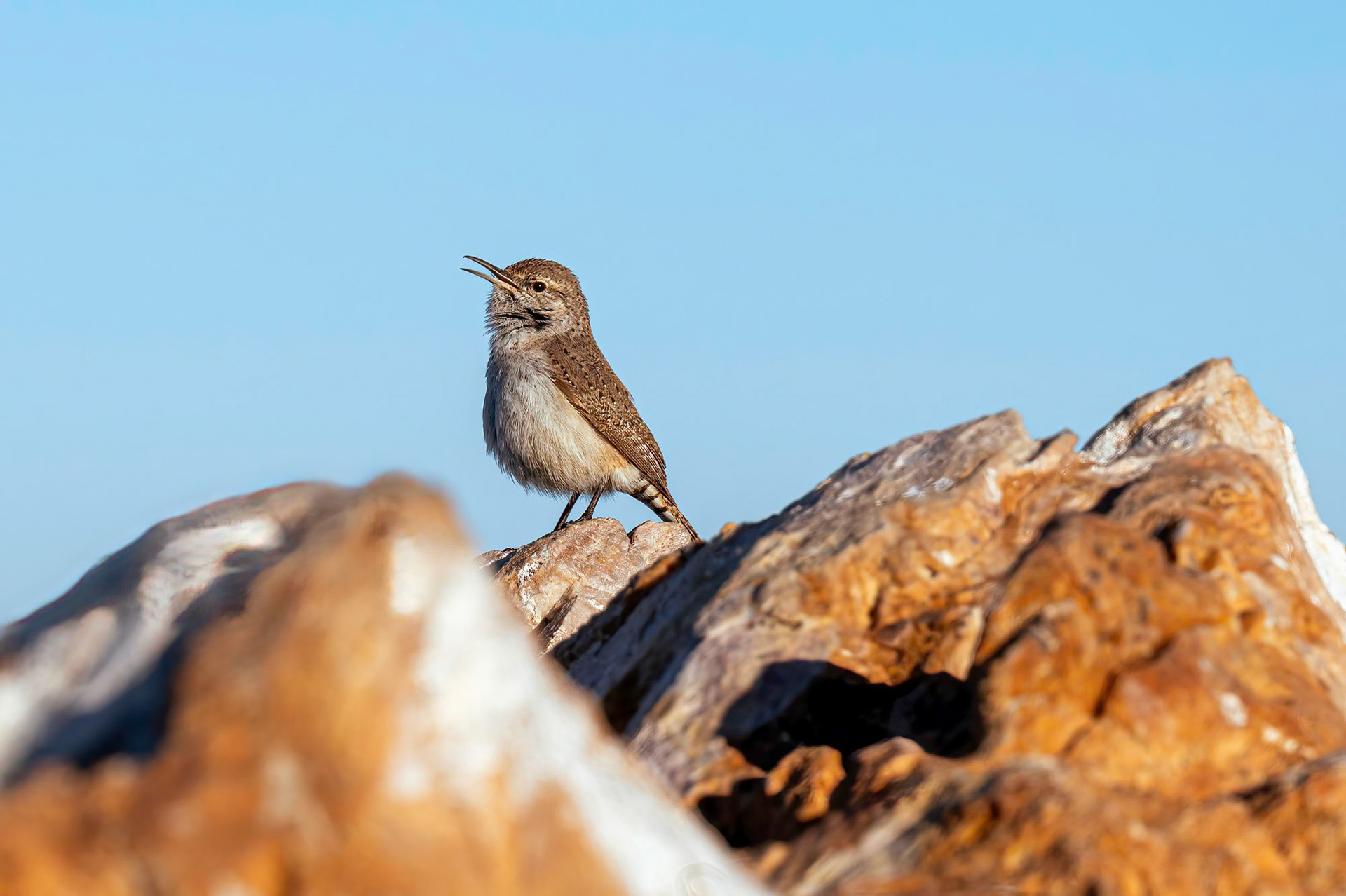 Rock Wren / Antelope Island State Park - Utah - USA (2024)