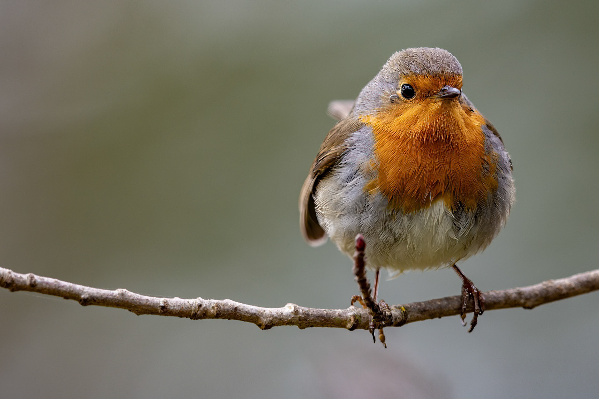 Andújar - Spain (2017)