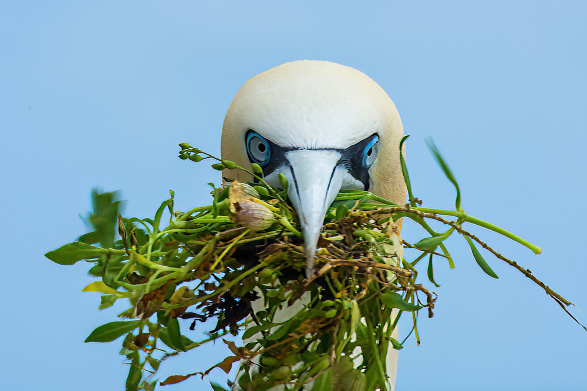 Taken at Saltee Island Ireland (2015)