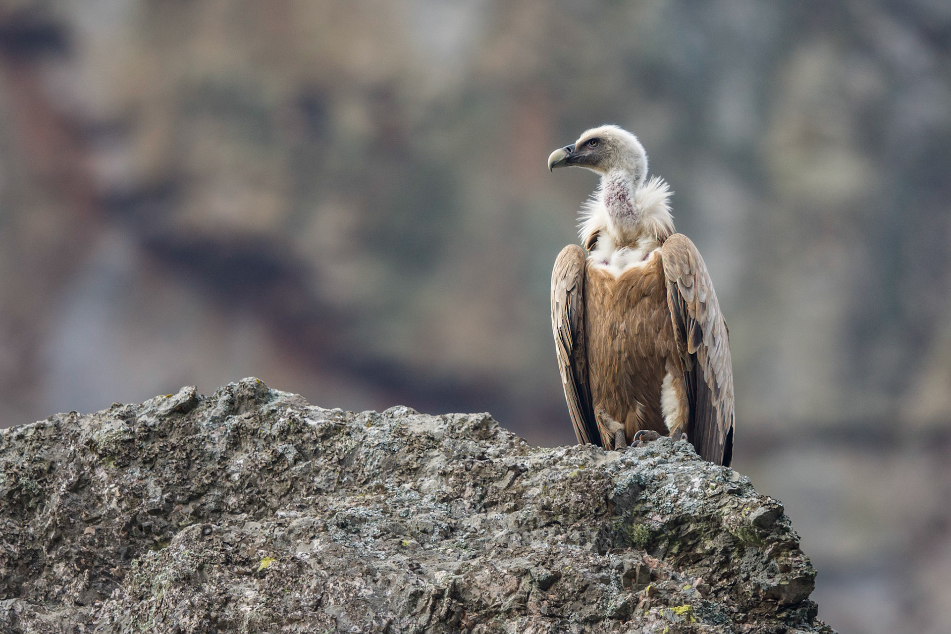 Andújar - Spain (2017)