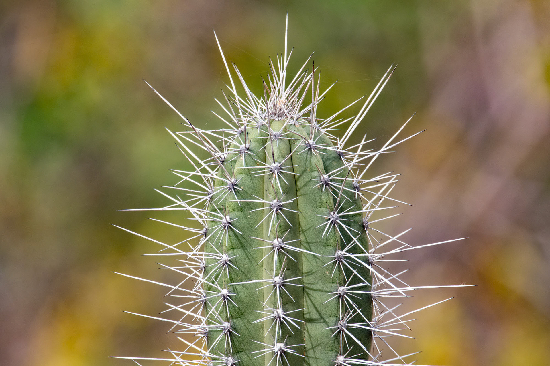 Curaçao (2022)
