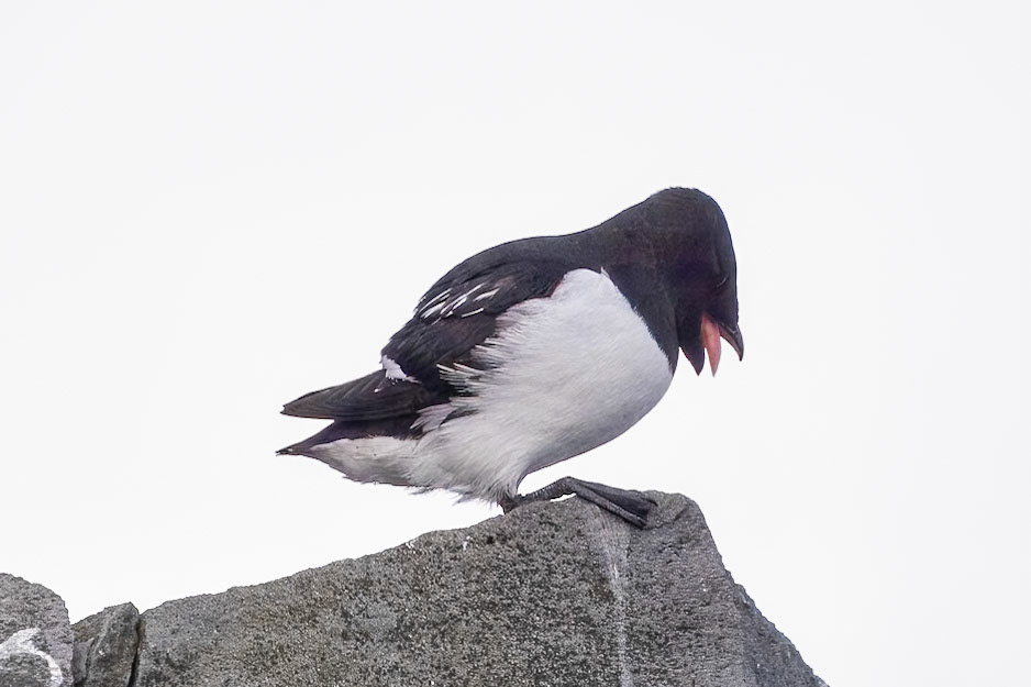 Jan Mayen - Island in Svalbard - Berenberg