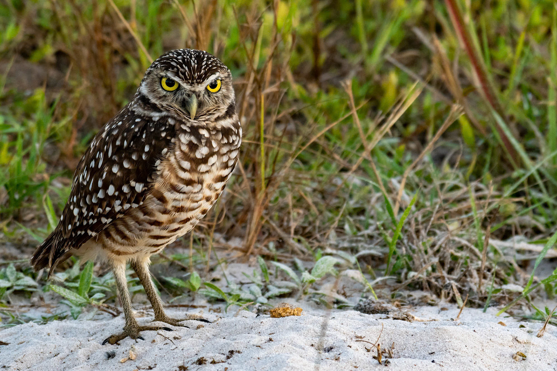 Cape Coral - Florida - USA (2019)