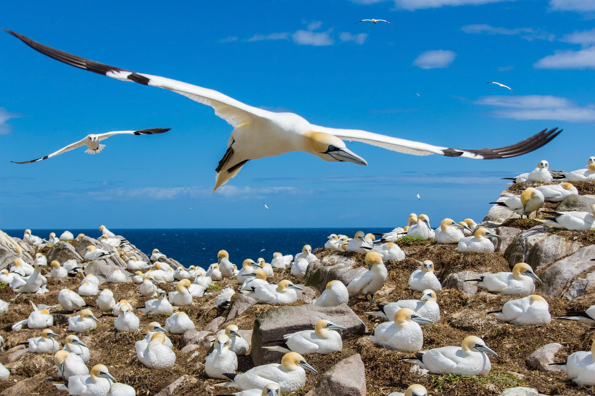 Saltee Island - Ireland