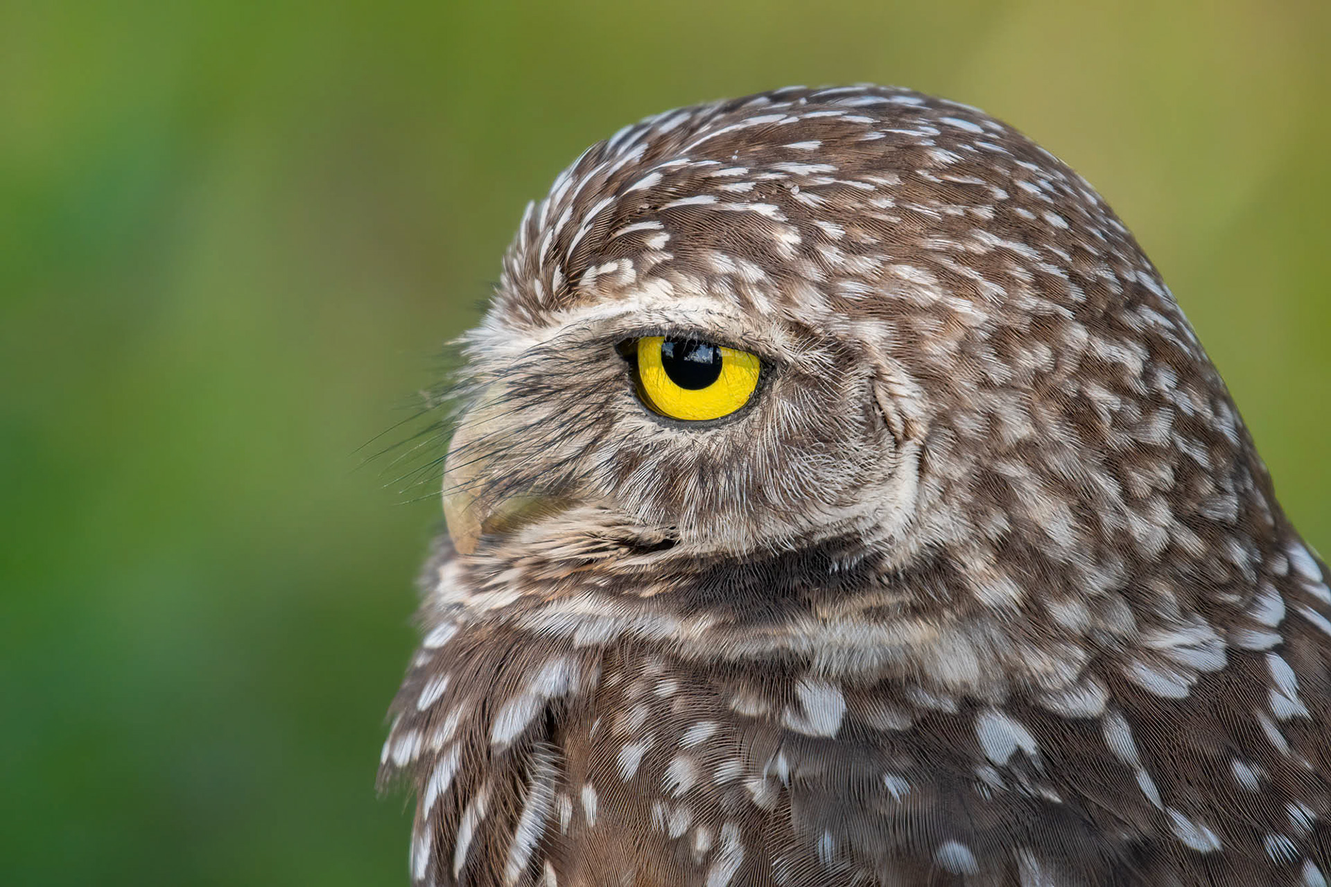 Cape Coral - Florida - USA (2019)