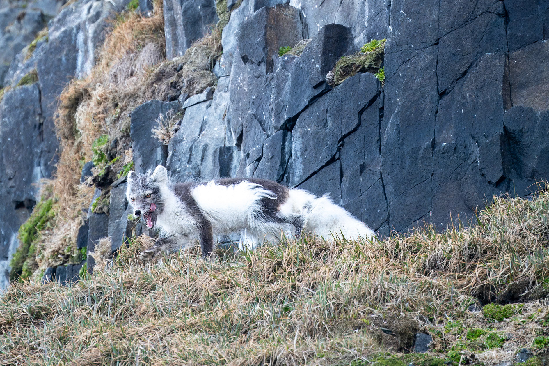 Spitsbergen, Svalbard
