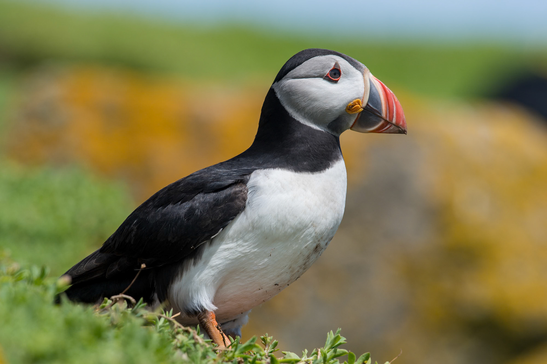 Saltee Island - Ireland