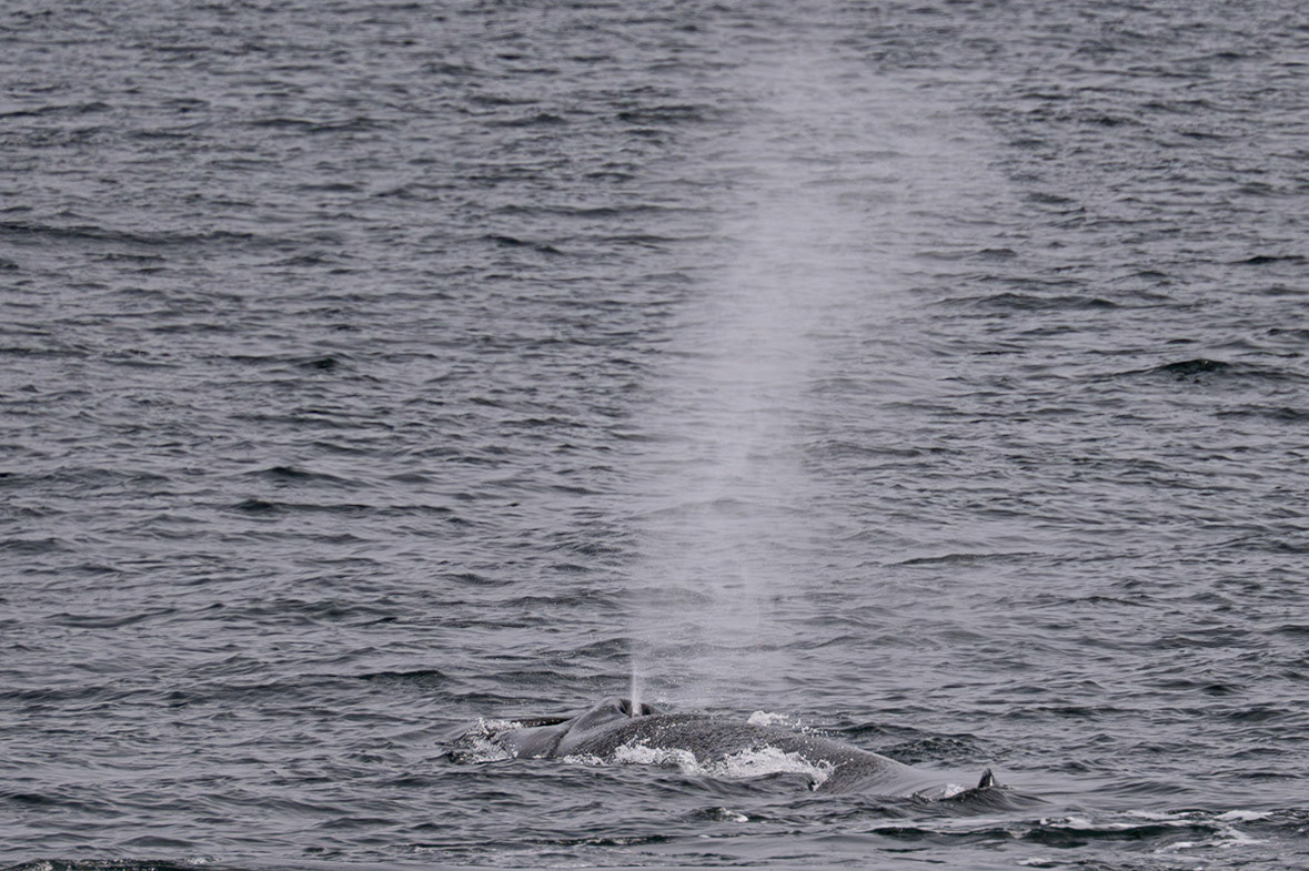 Spitsbergen, Svalbard