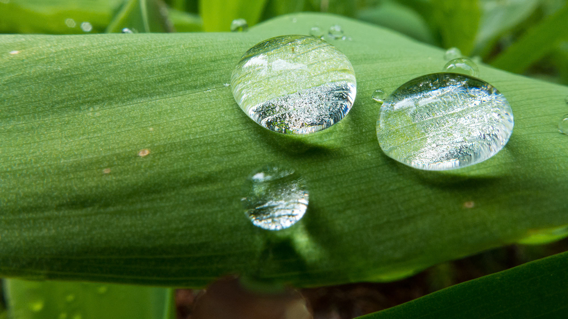 Ermelo - The Netherlands (2014)