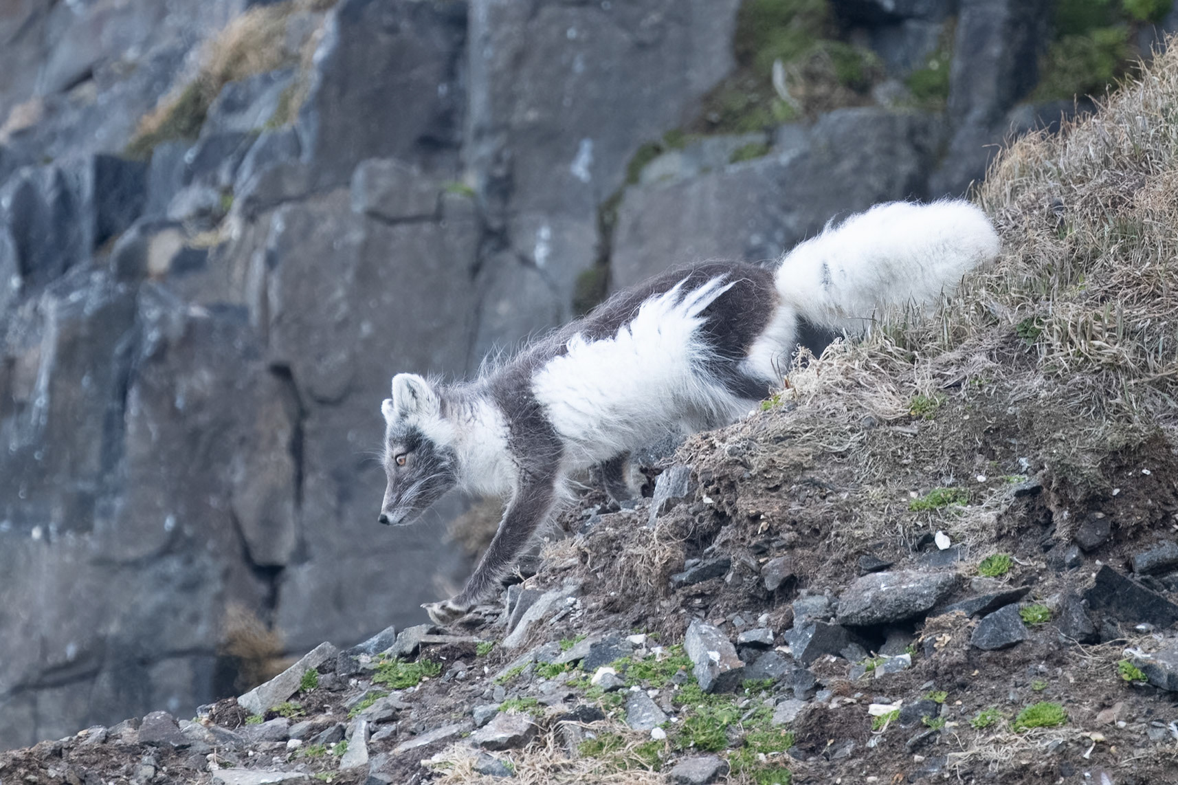 Spitsbergen, Svalbard