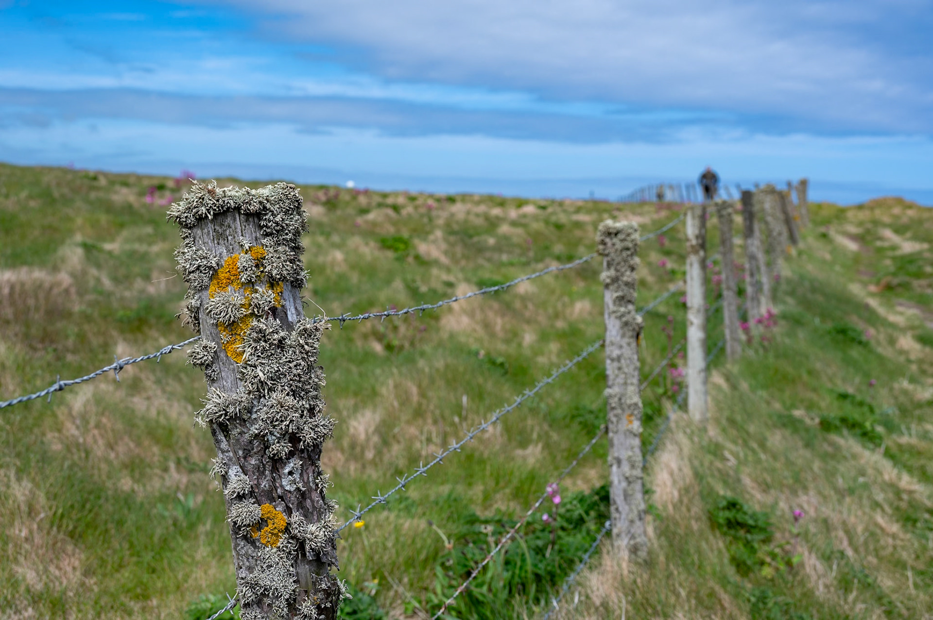 Bullers of Buchan &amp; Longhaven Nature Reserve - Scotland