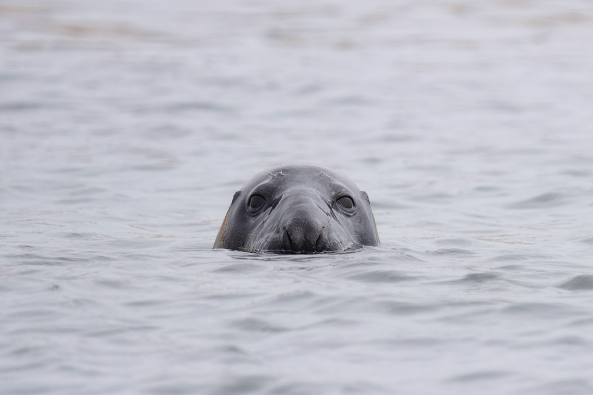 Bullers of Buchan &amp; Longhaven Nature Reserve - Scotland