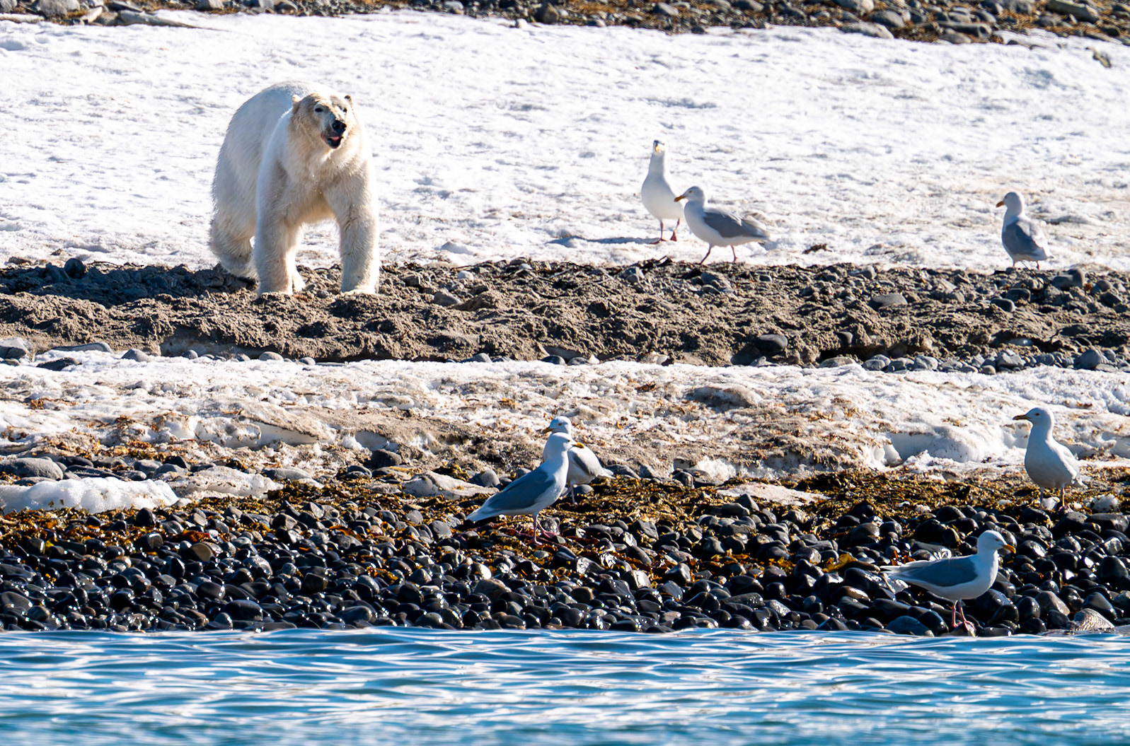 Spitsbergen, Svalbard