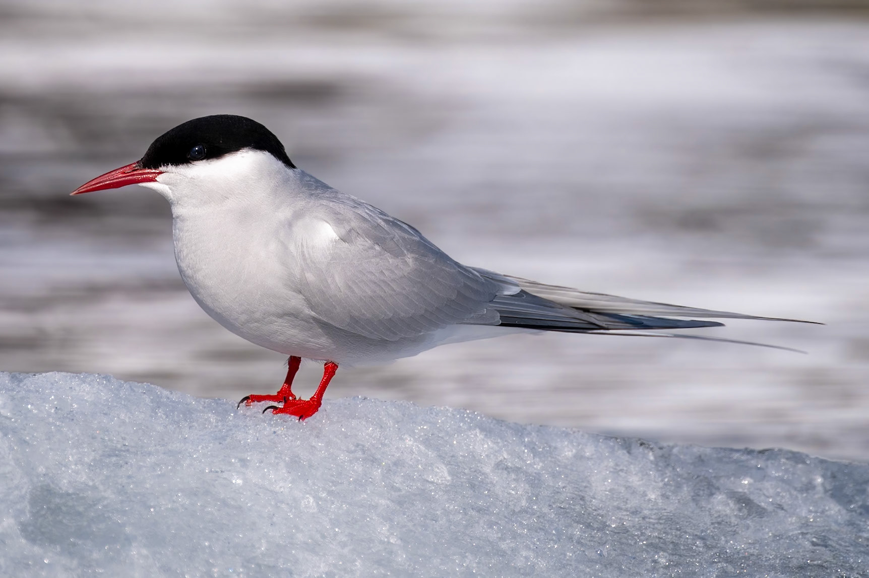 Spitsbergen, Svalbard