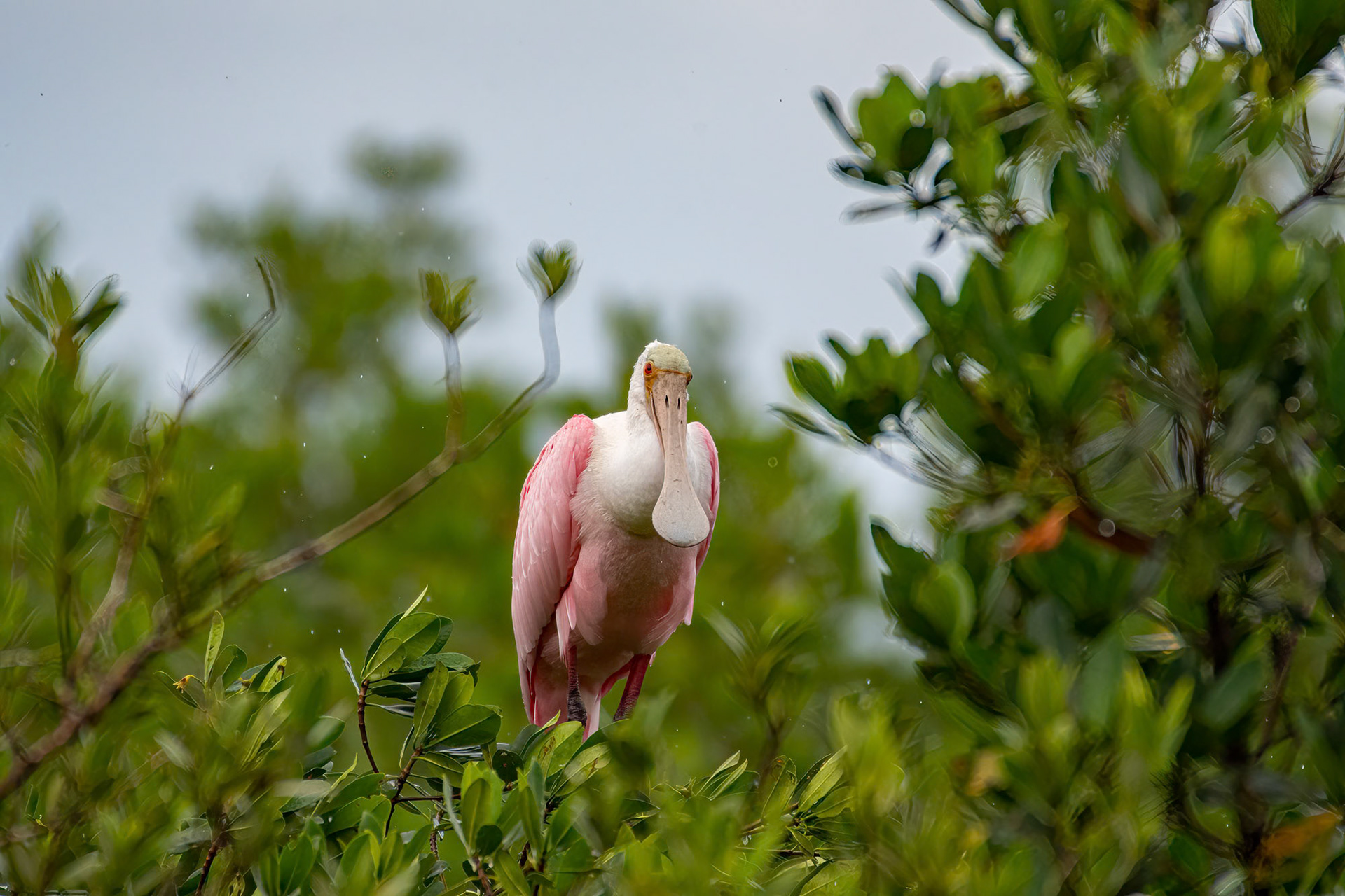 Safety Harbour - Florida - USA (2019)