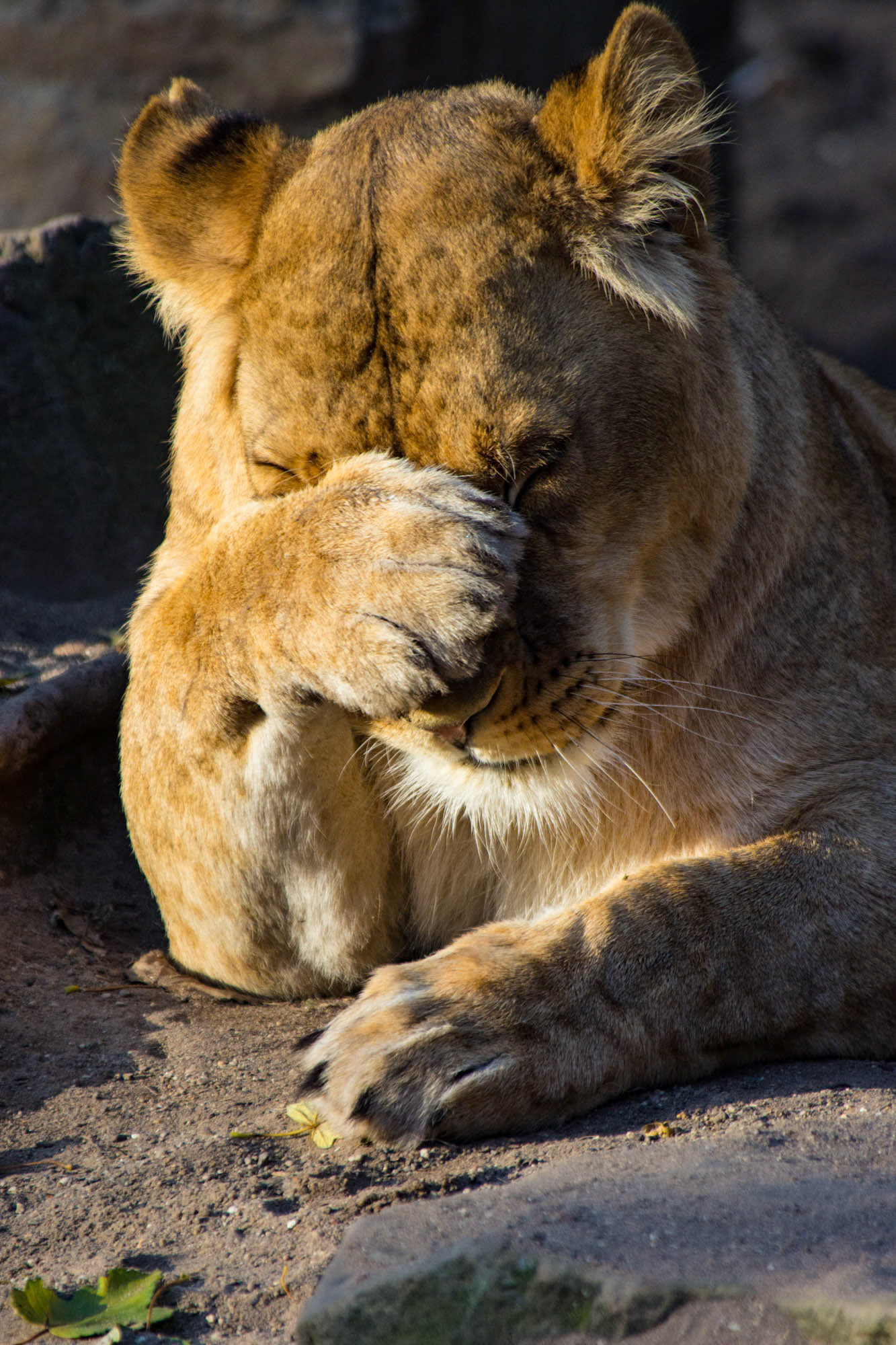 Artis Zoo - Amsterdam - The Netherlands (2015)