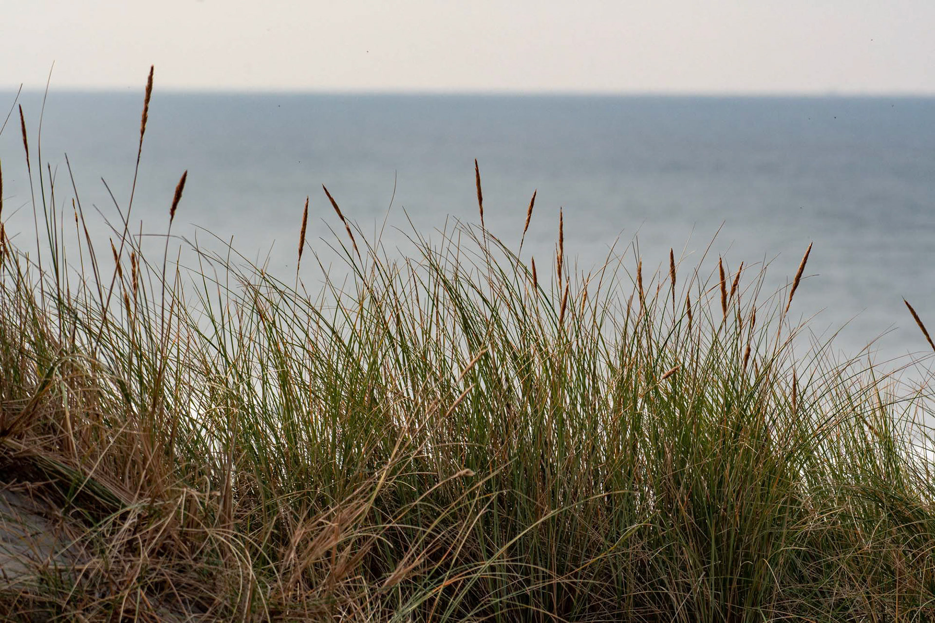 Vlieland - The Netherlands (2020)