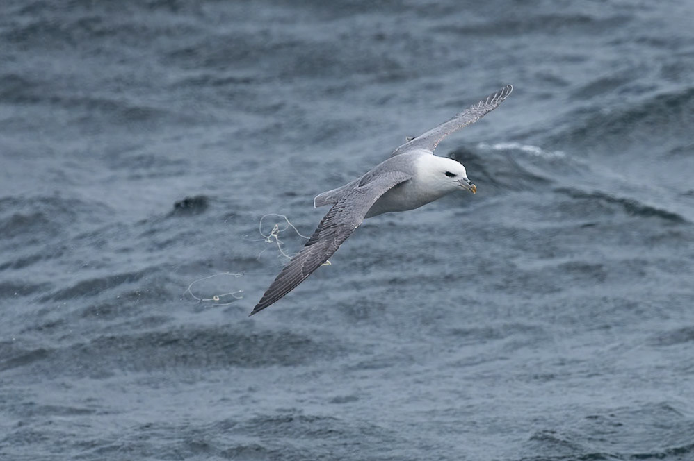 Foula - Island in Scotland