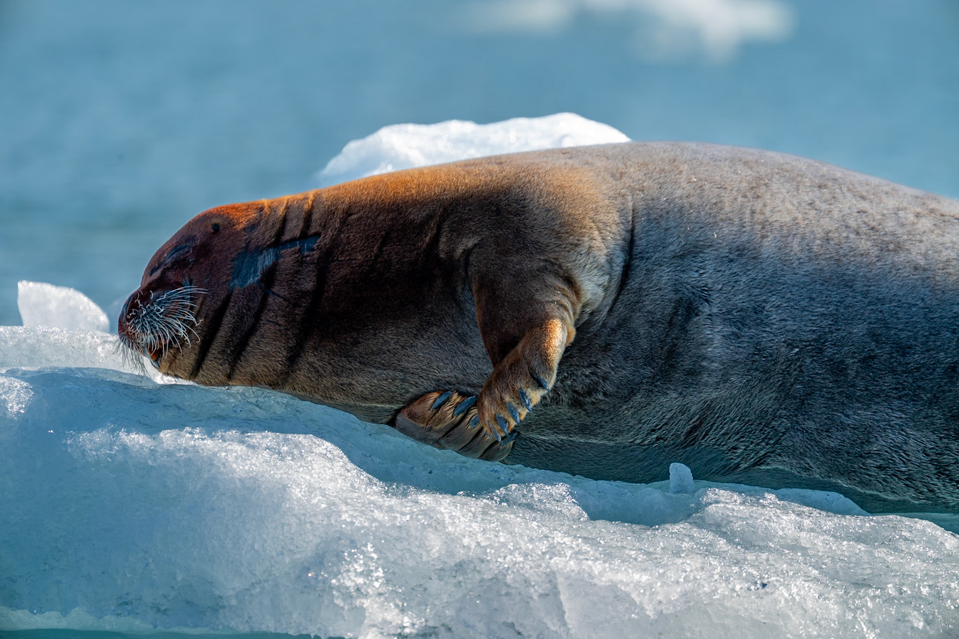 Spitsbergen, Svalbard