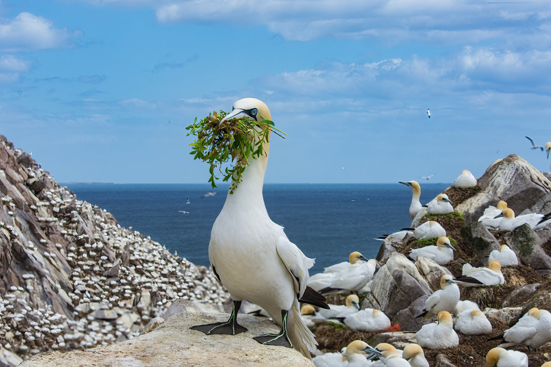Saltee Island - Ireland (2015)