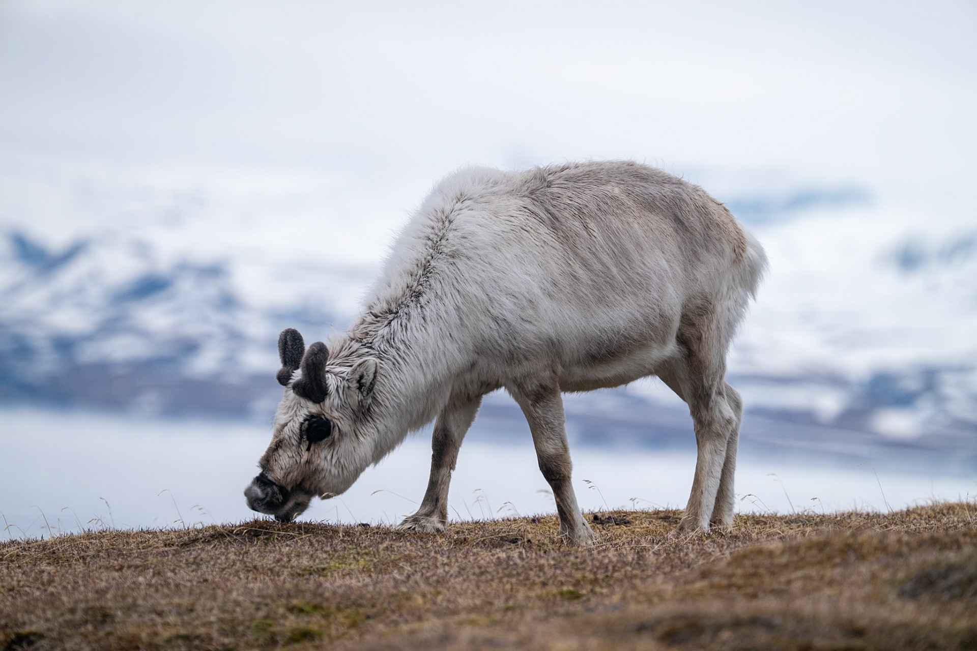 Alkhornet, Spitsbergen, Svalbard