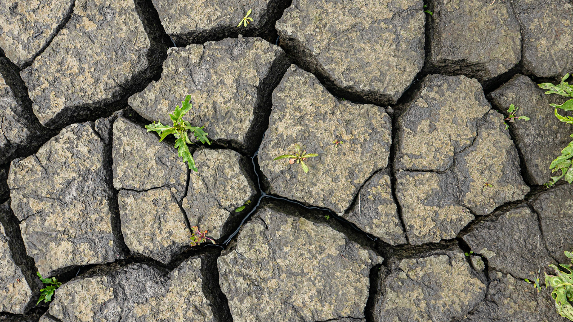 Markerwadden - The Netherlands (2020)