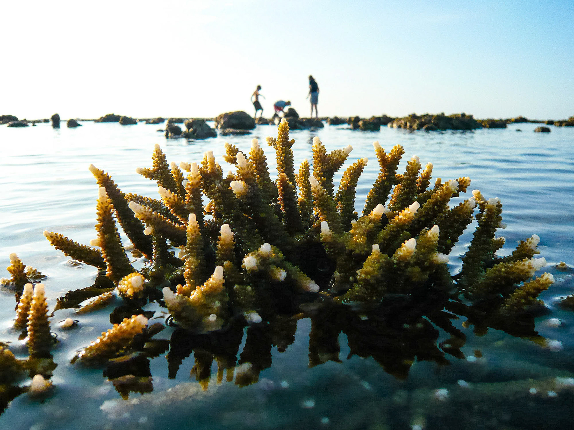 Lovina - Bali - Indonesia (2007)