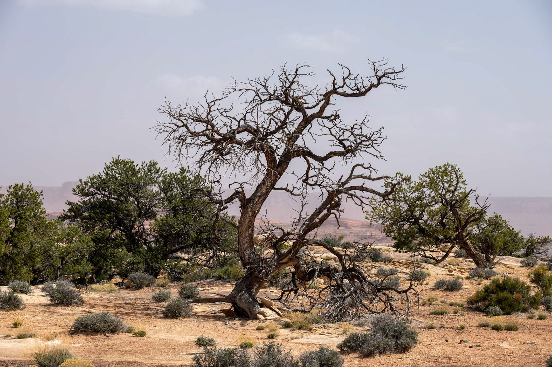 Canyonlands National Park - Utah - USA (2024)