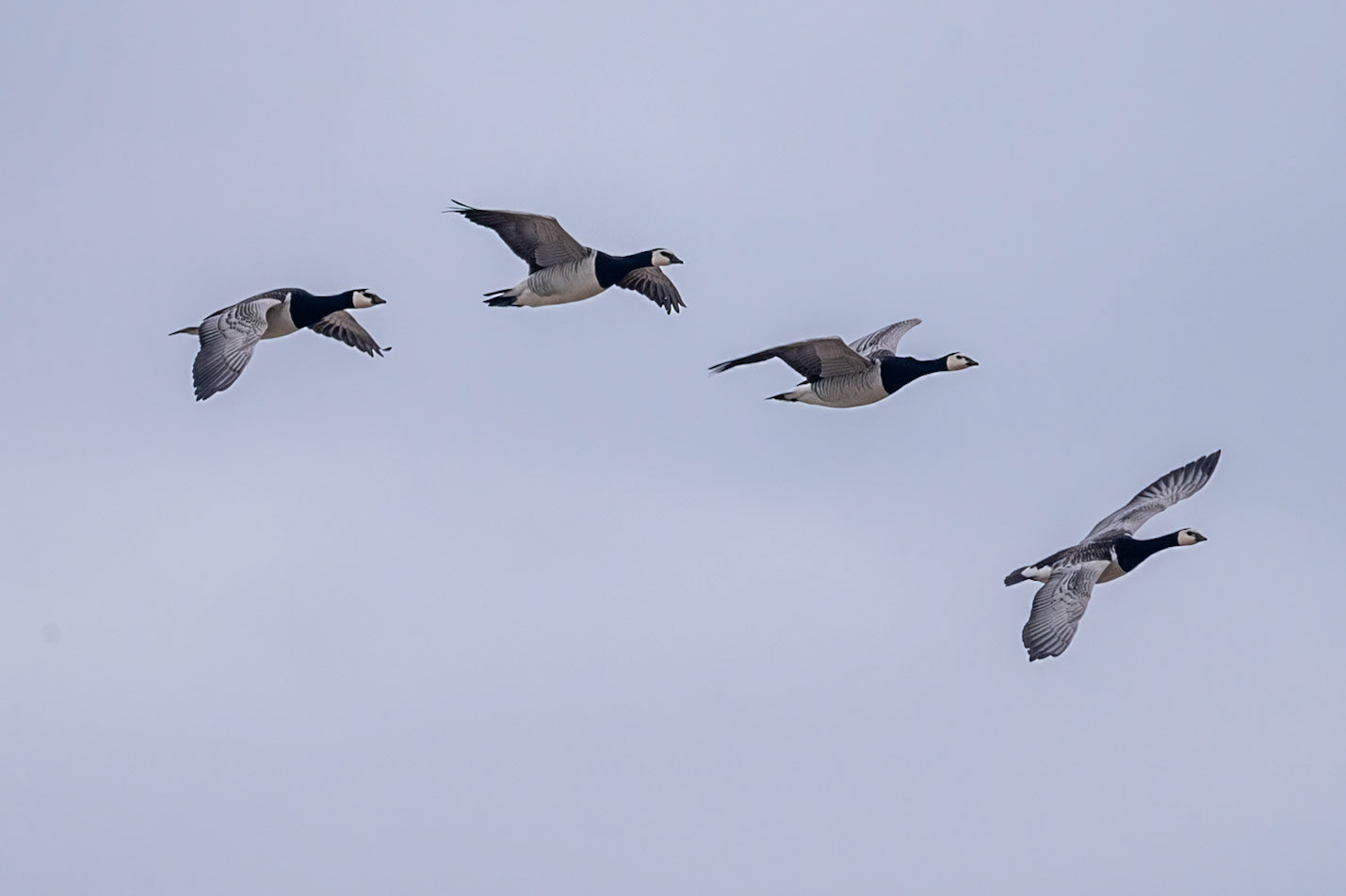 Alkhornet, Spitsbergen, Svalbard