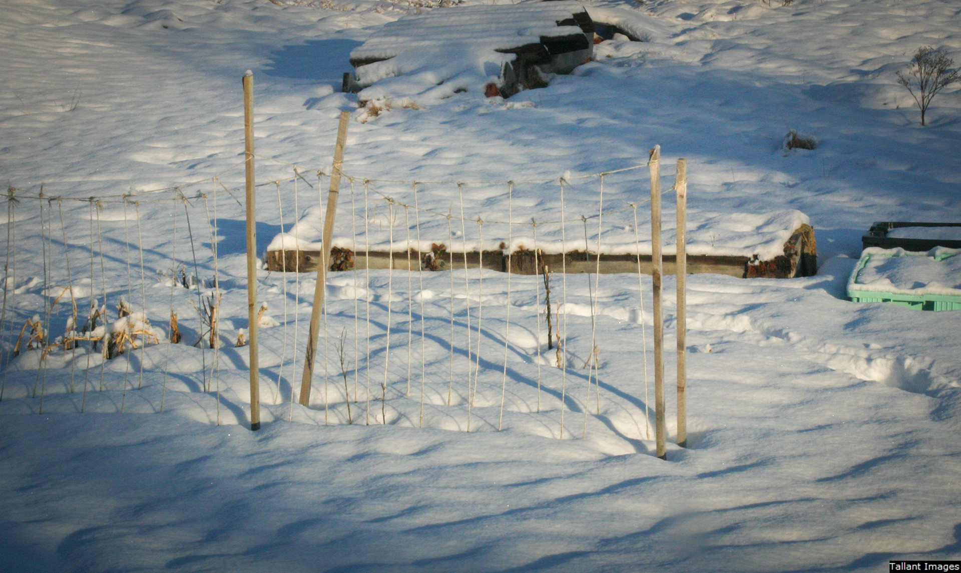 Garden in Winter Still