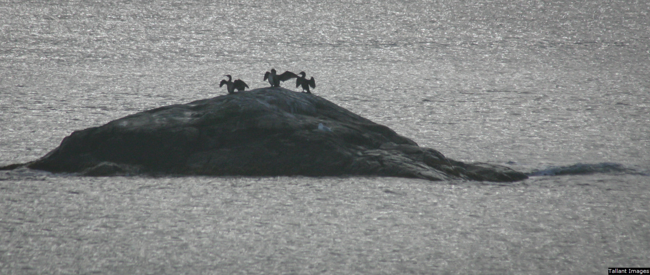 Gulls Drying Wings