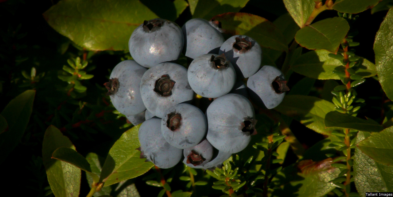 Ripe Wild Blueberries