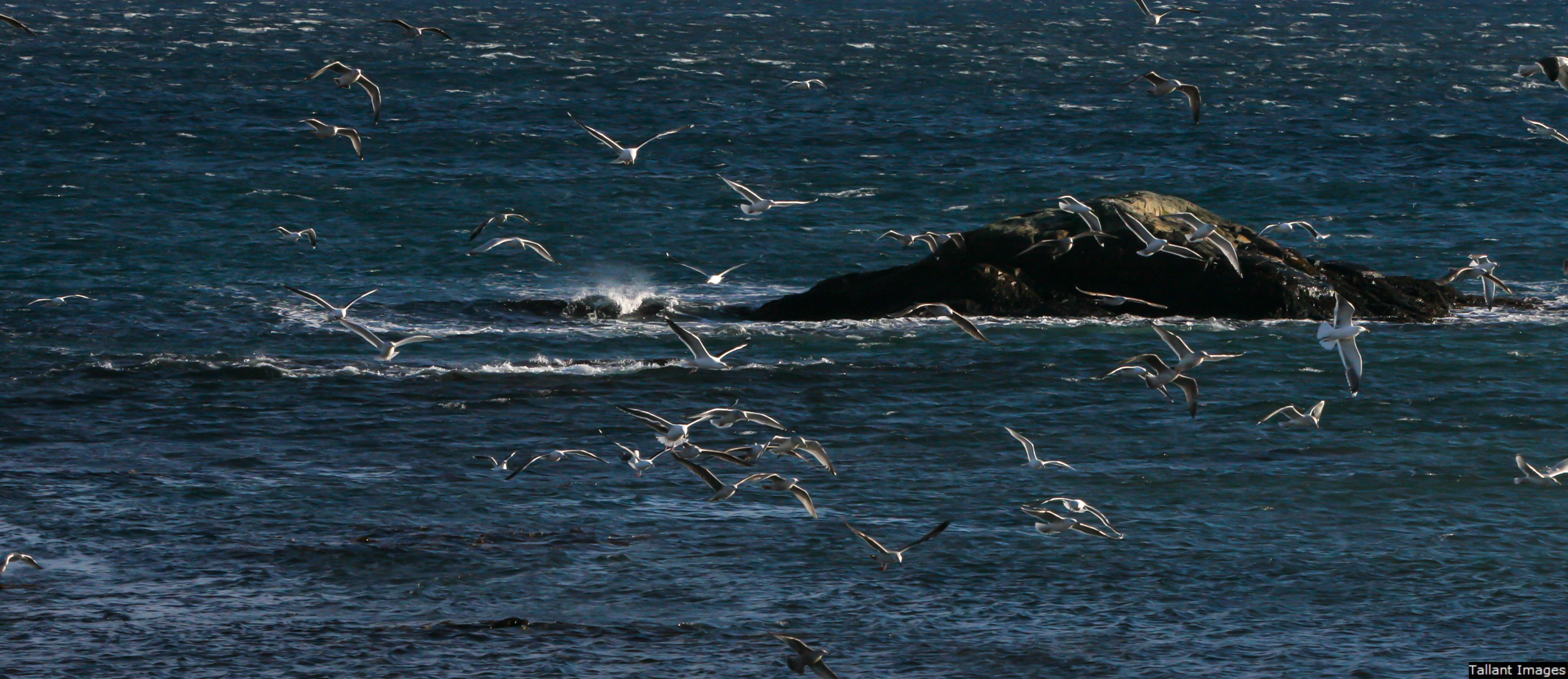 Hungry Gulls Searching Shallow Water
