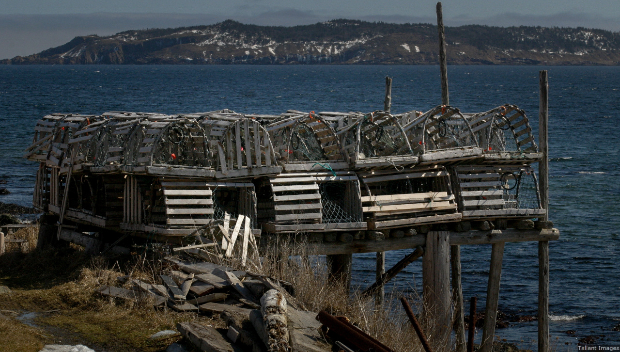 Lobster Traps