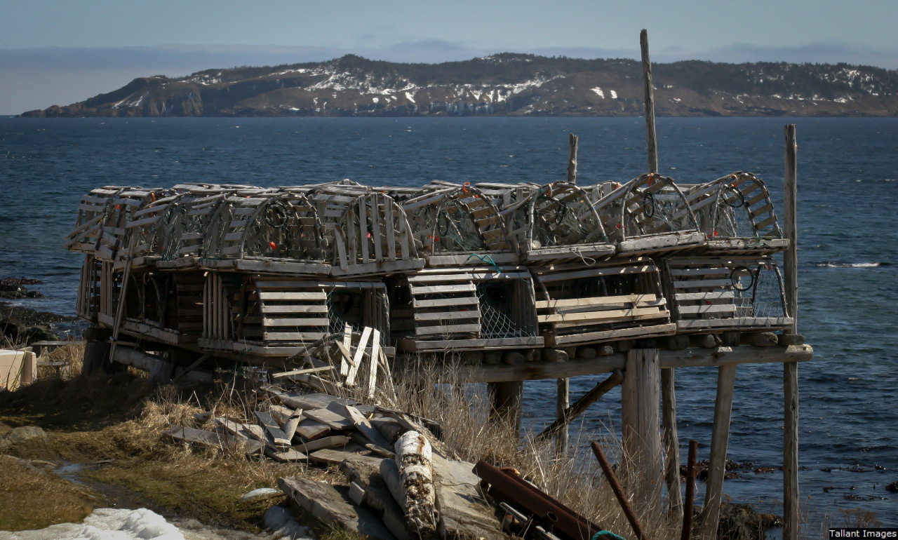 Lobster Traps