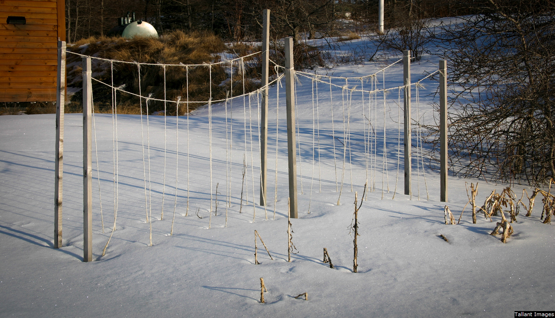 Garden Trellis in Winter