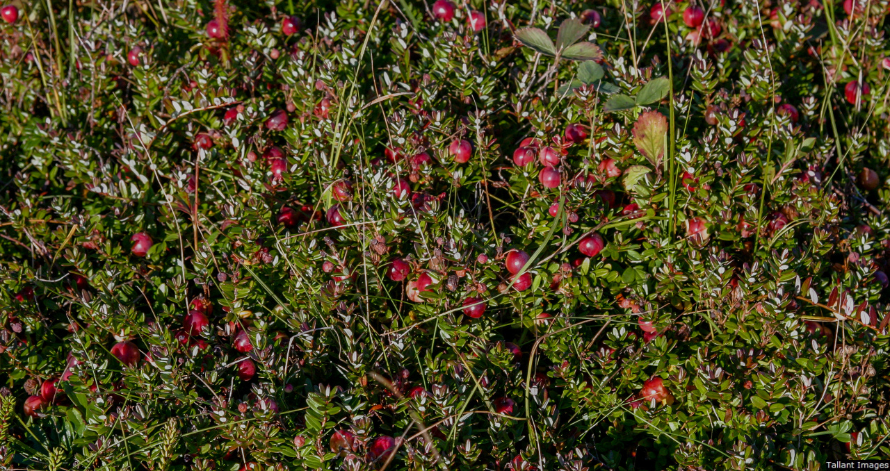 Partridge Berries -- Good after Frost