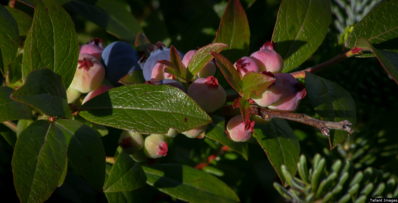 Young Wild Blueberries