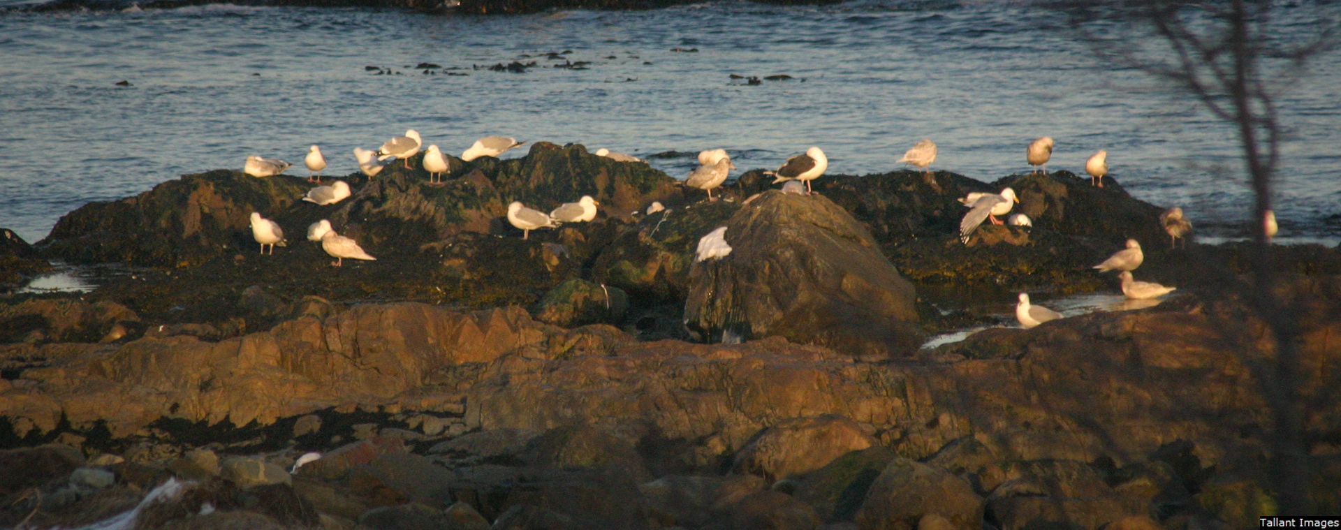 Resting Gulls at Sunset