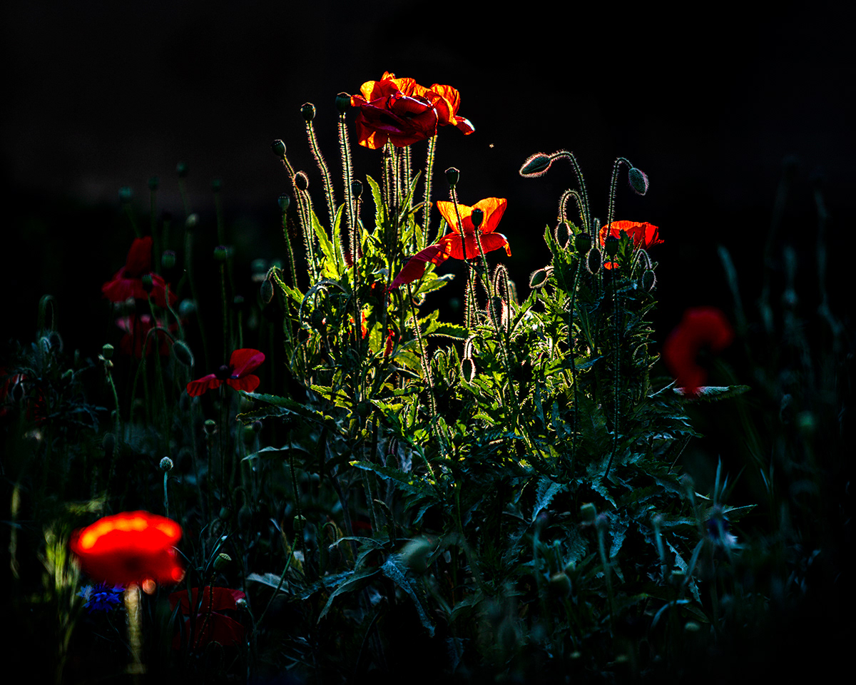 © Reidar Schopp