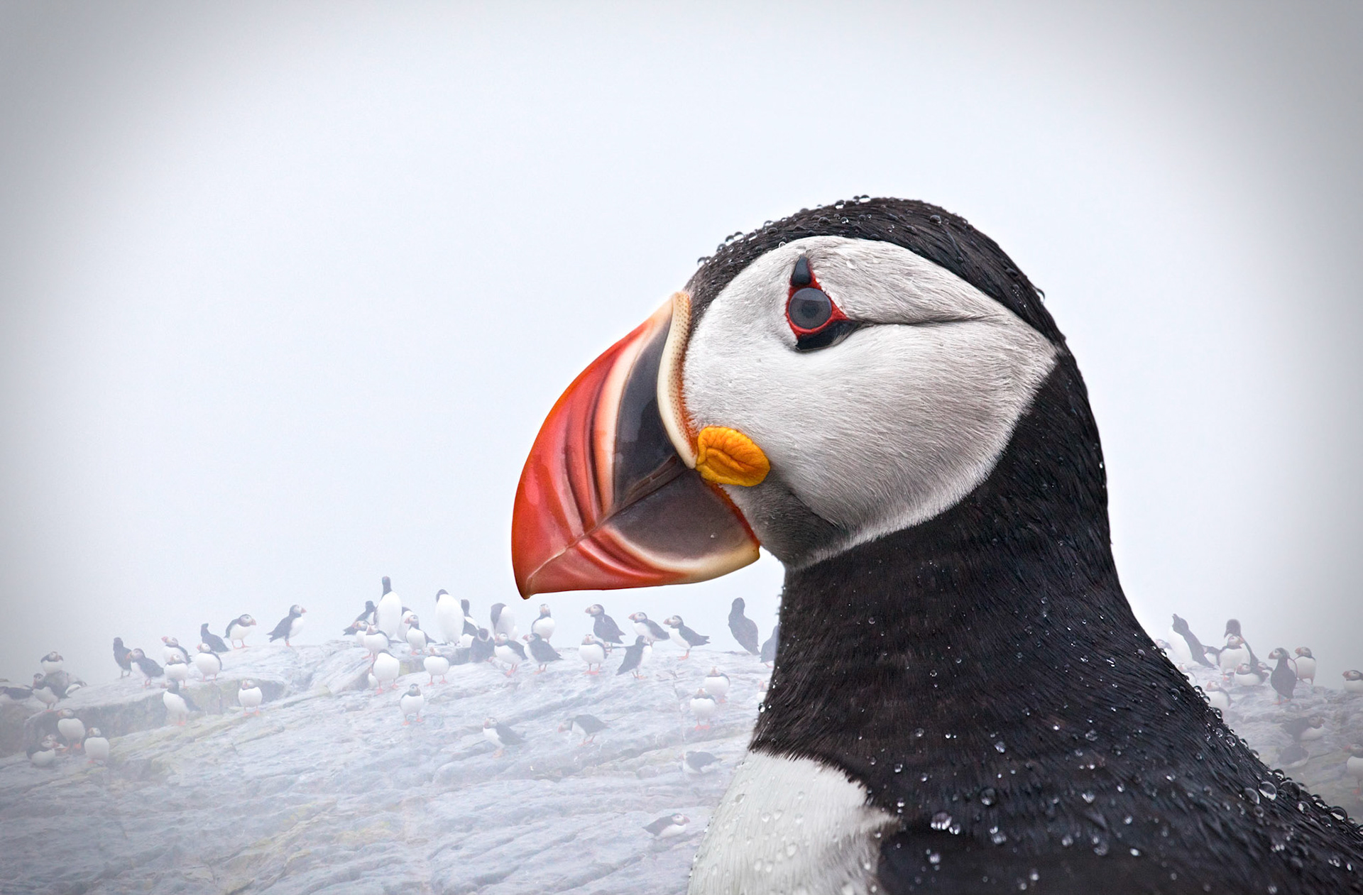 This photo was captured in late July on Machias Seal Island off the coast of Maine. It was raining, hard, and I couldn't help feel this little fellow felt a touch of "Puffin ennui".