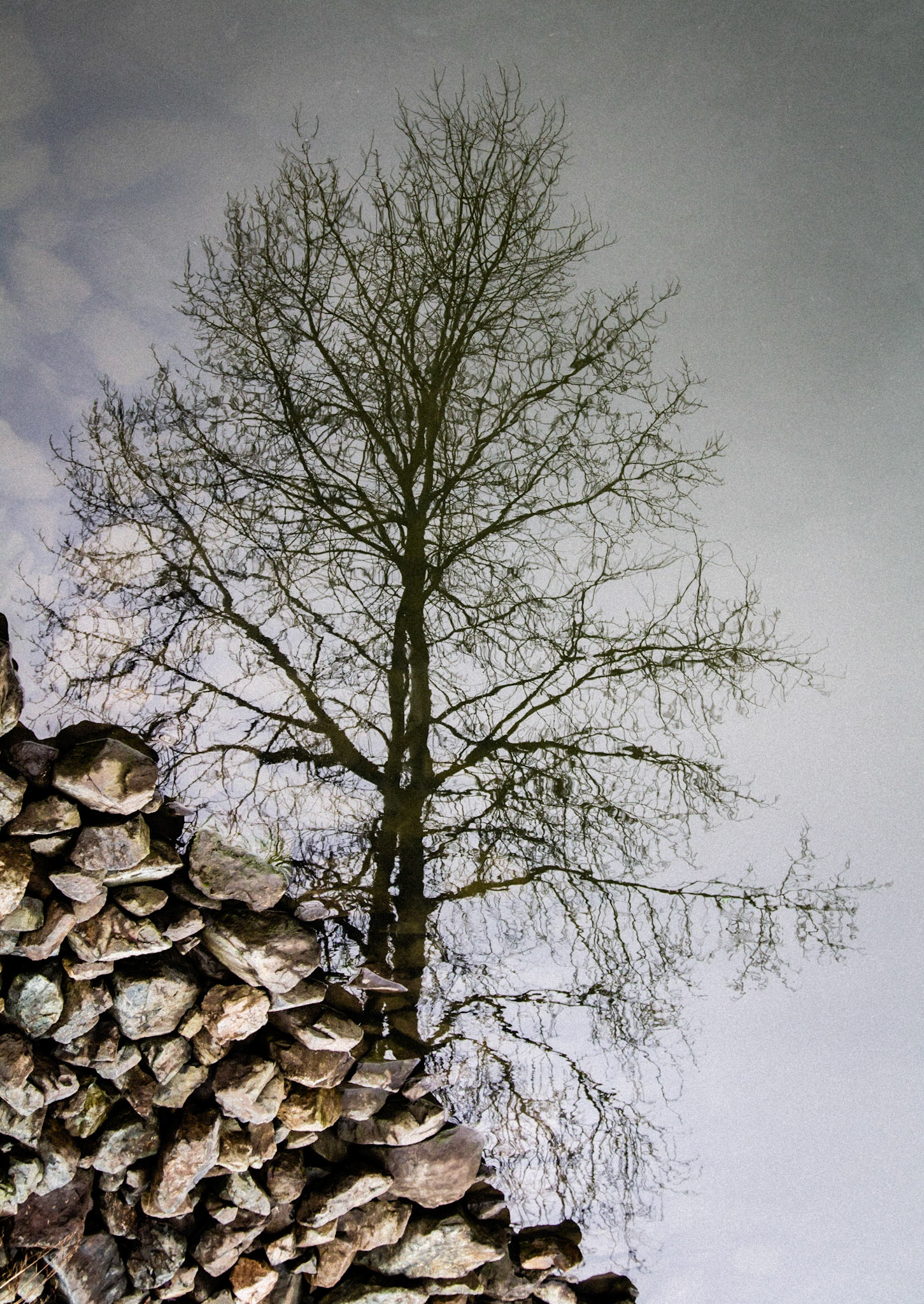 Lone Tree Reflected
