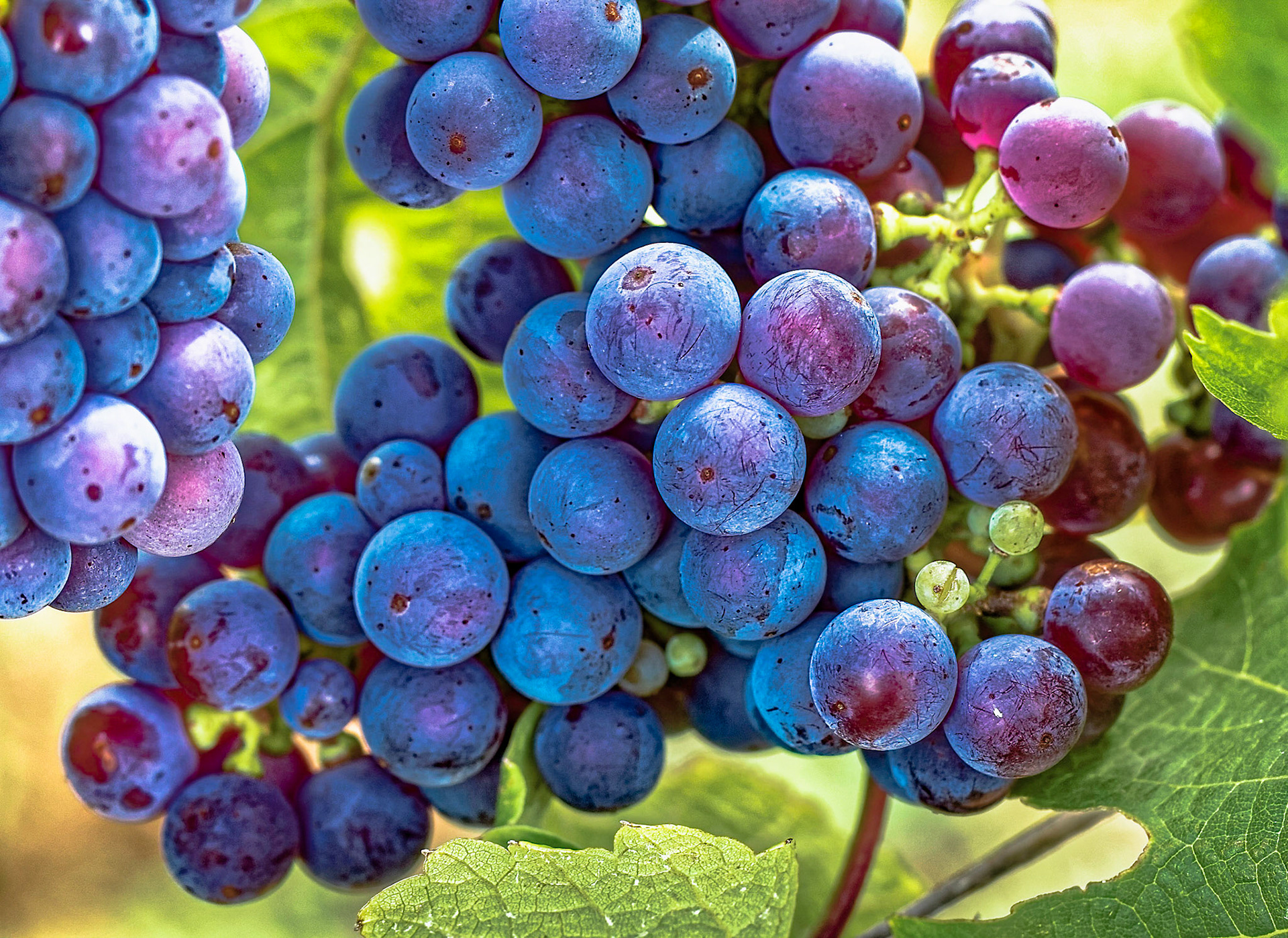 Reife Spätburgunder Trauben mit herbstlichen Weinblättern
