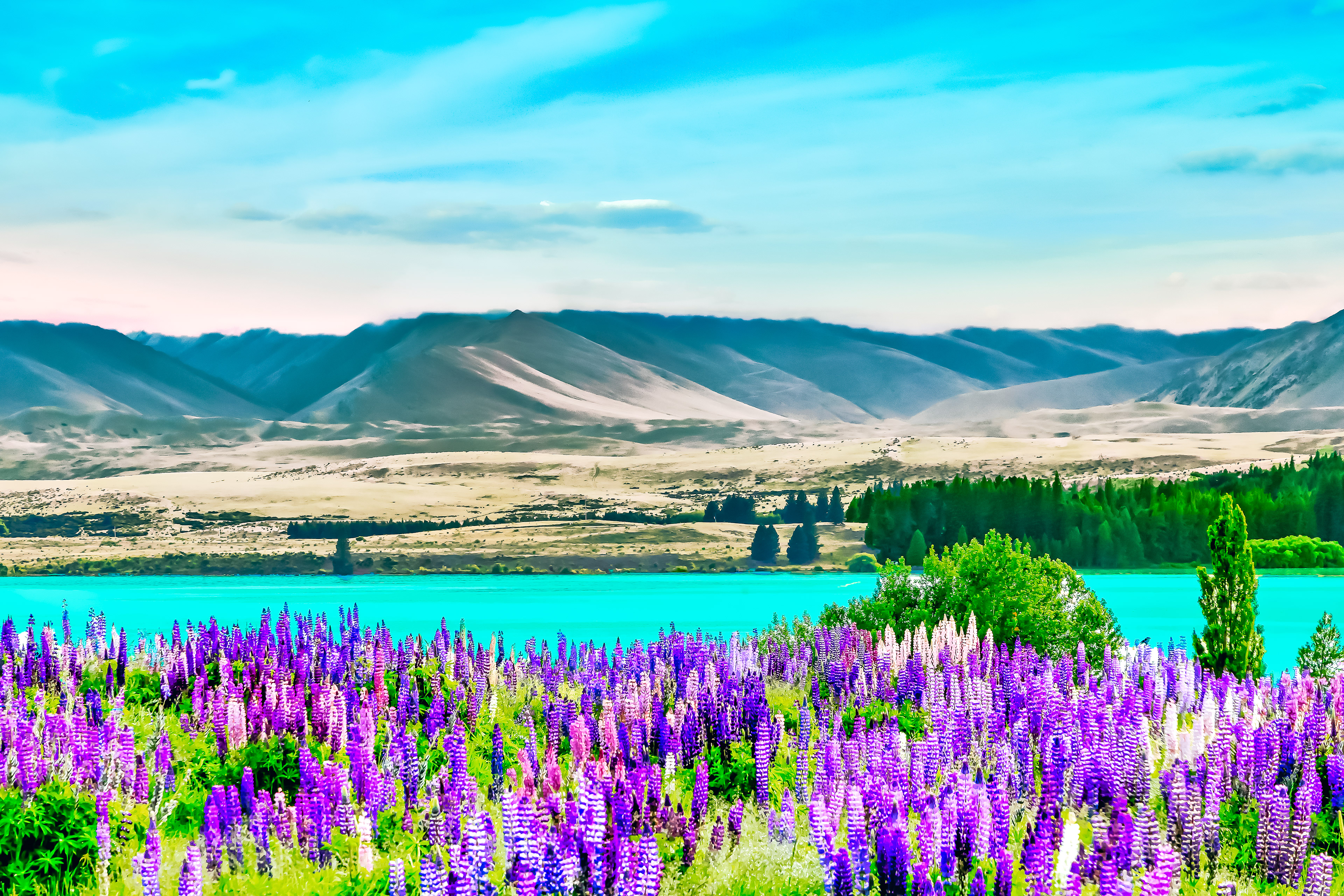 Lake Tekapo with lupines in the Canterbury region    