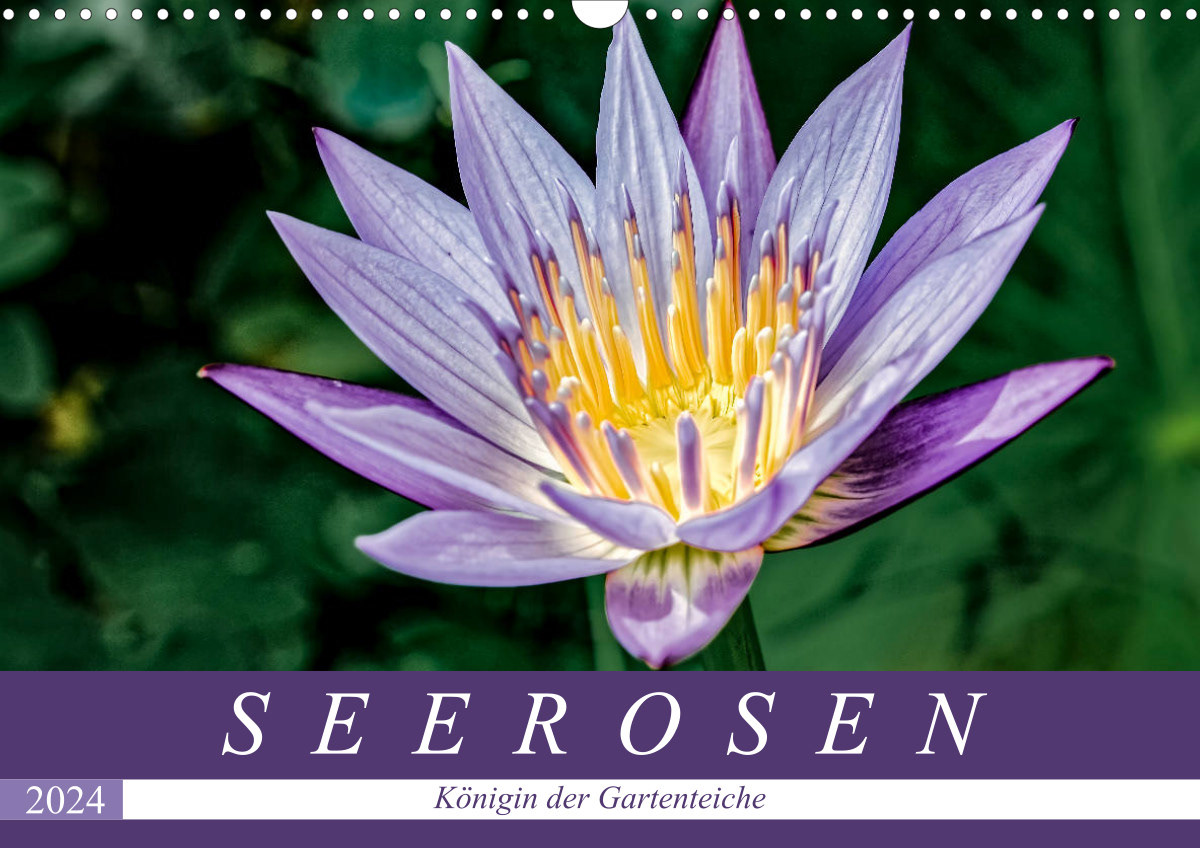 Kalender 2024 -Seerosen - Königin der Gartenteiche