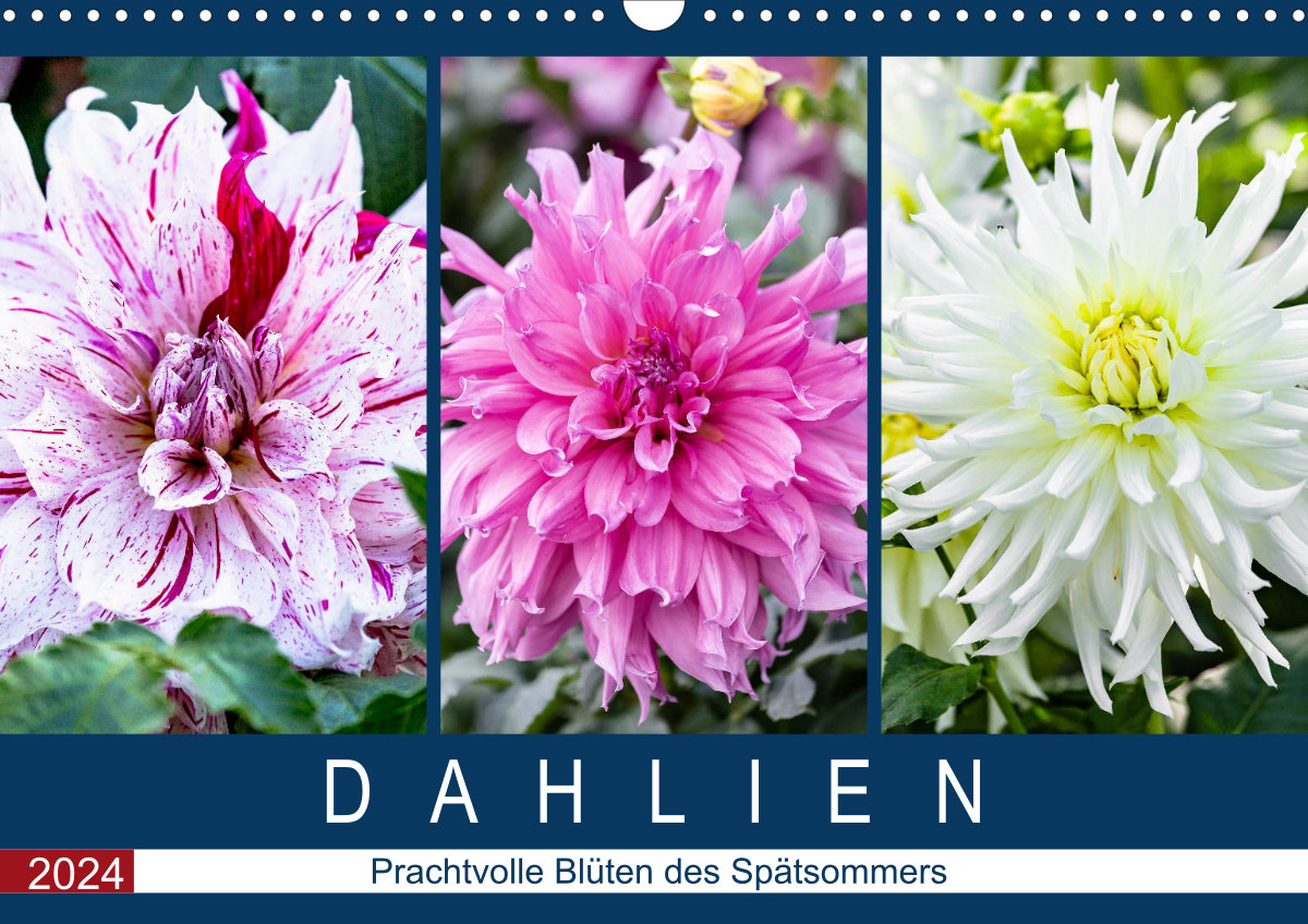 Kalender 2024 - Porträts prachtvoller Dahlien im Spätsommer