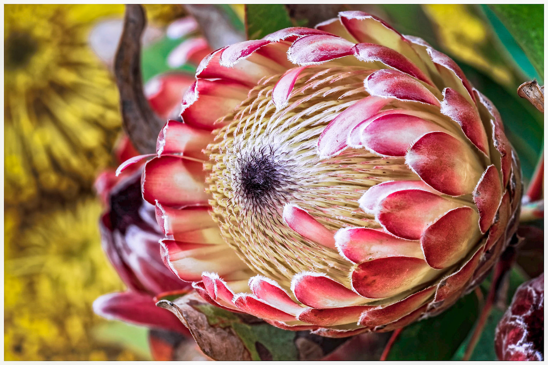 Königs-Protea - Protea cynaroides